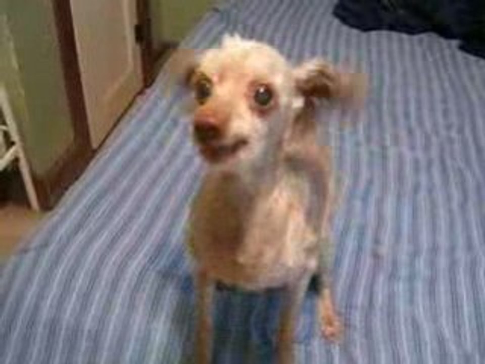 chien sous acid