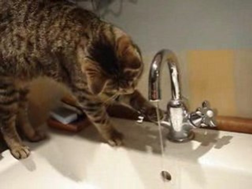 Chouchoute qui boit au robinet