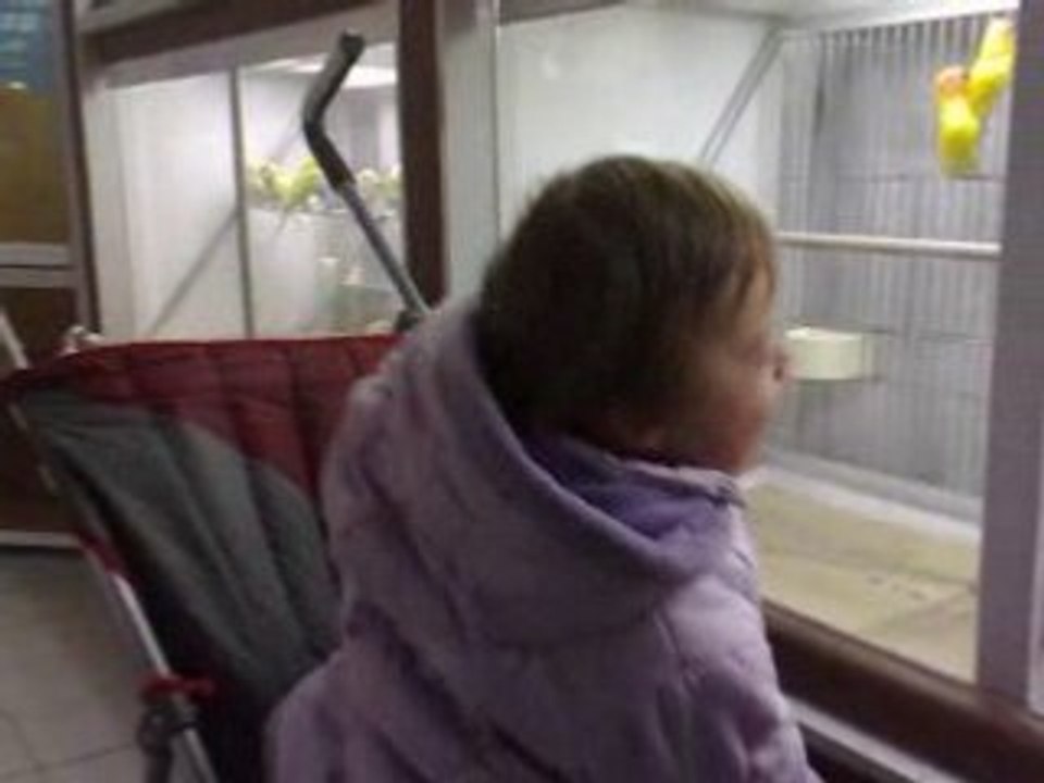 adelaide et les oiseaux