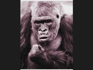 Searching for Marijuana Potency-the Guerrilla Grower Act 4