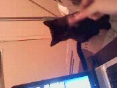 Chat qui rapporte comme un chien