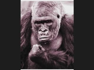 Finding G-13 Clones with the Guerrilla Grower