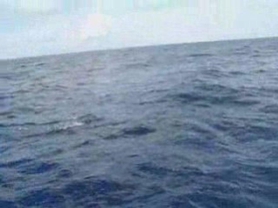 Dauphins dans le lagon de poindimie