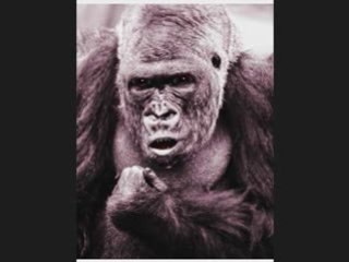 Marijuana Potency with the Guerrilla Grower Act 2