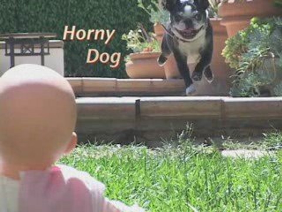 HORNY DOG