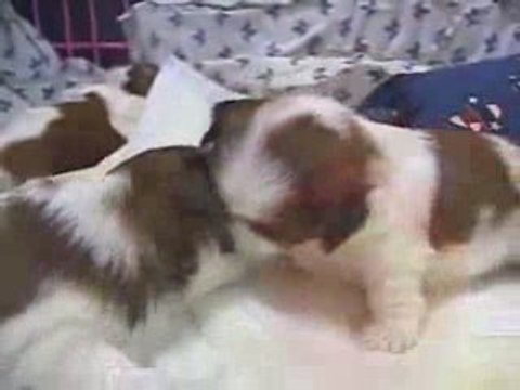 Puppies for Sale Brooklyn NY Where to Find