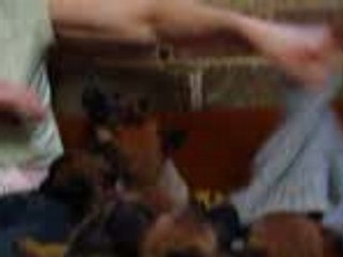 chiots malinois 5 semaines