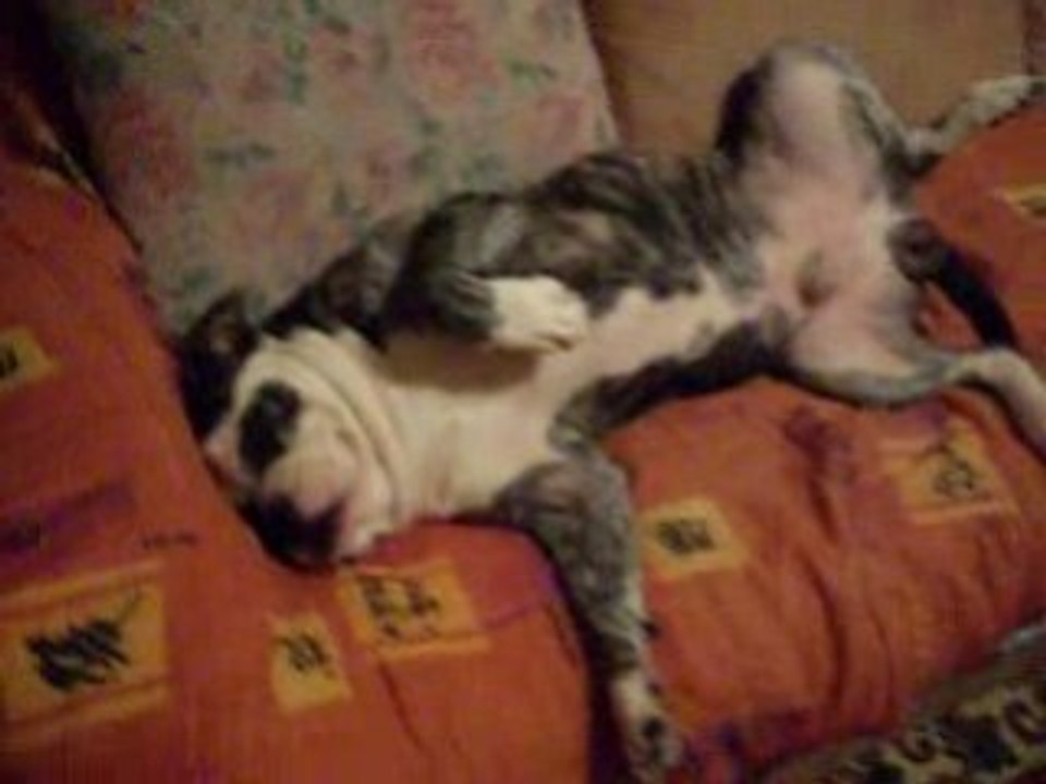 la dure vie de chien