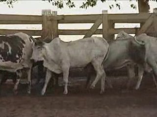 LOTE L4 - 12 Vacas