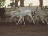 LOTE L5 - 17 Vacas Paridas