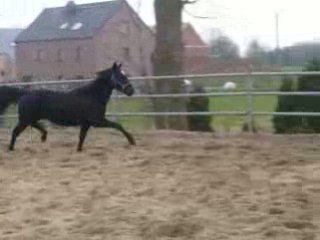 Trotteur français en piste