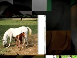 Horse Gifts Equine Enthusaists