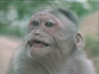 La vie privée des animaux chants