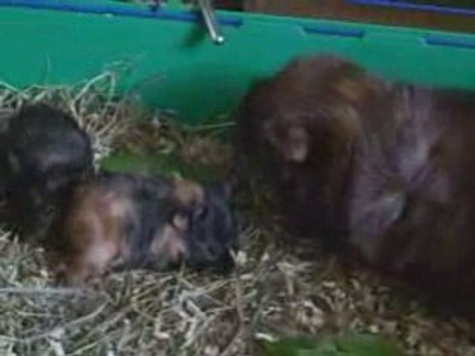 Mini guinea pig tv