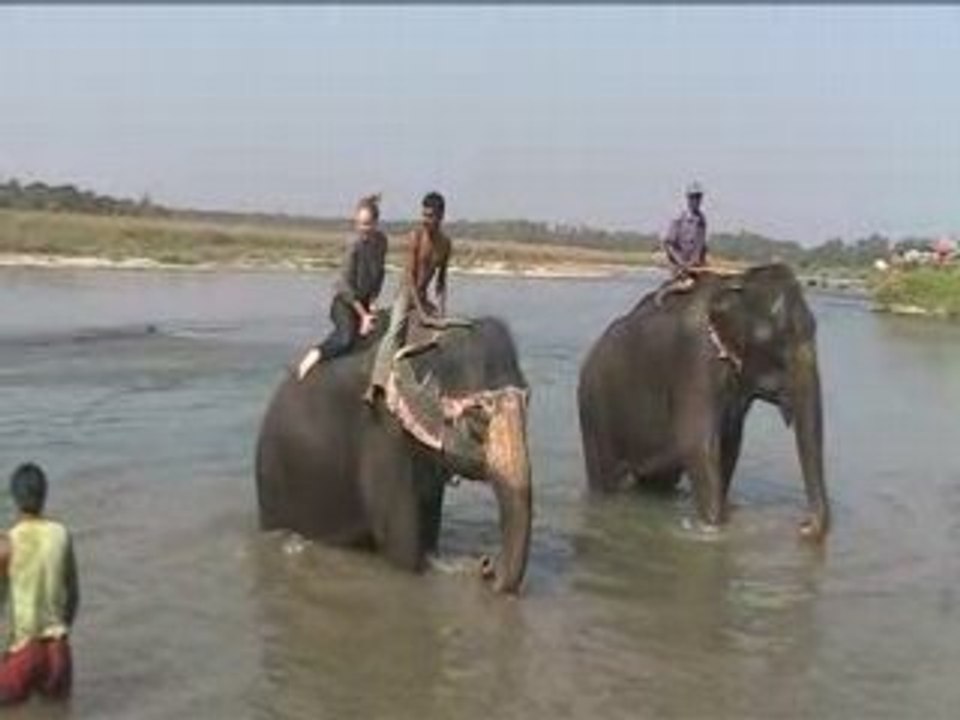 Bain des éléphants 2 MOV044