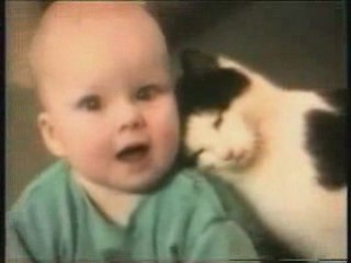 Very Very Funny  cat