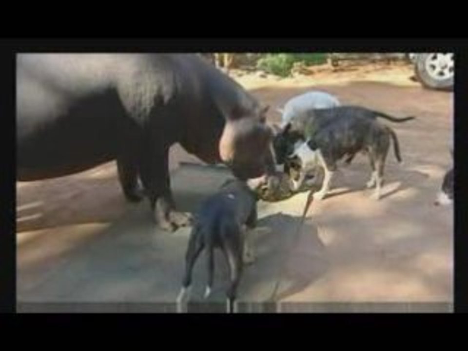 Hippo In Their House!