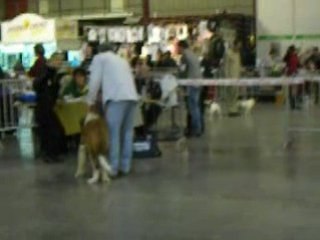 Male poil long puppy Martigues