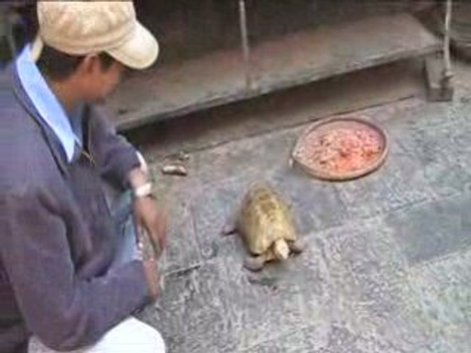 Charlie et la tortue MOV021