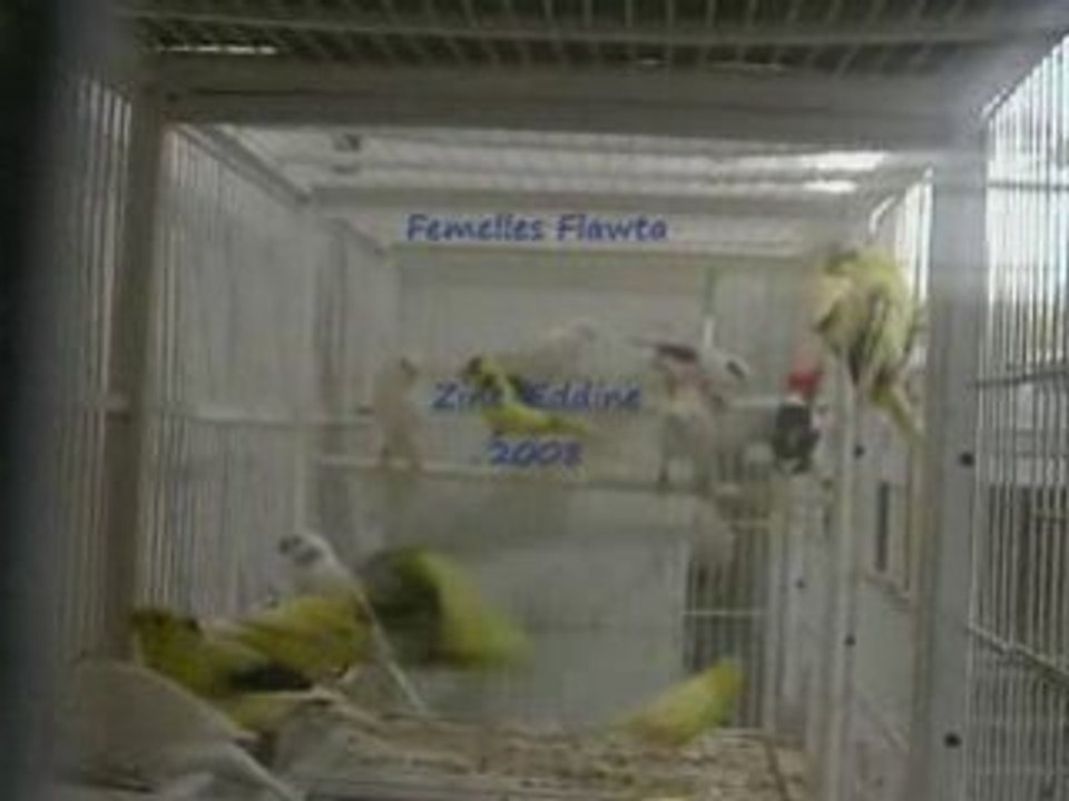 Femelles "Fawta"  pour la reproduction 2009