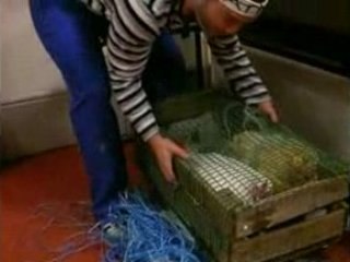 les stats aiment aussi les poules