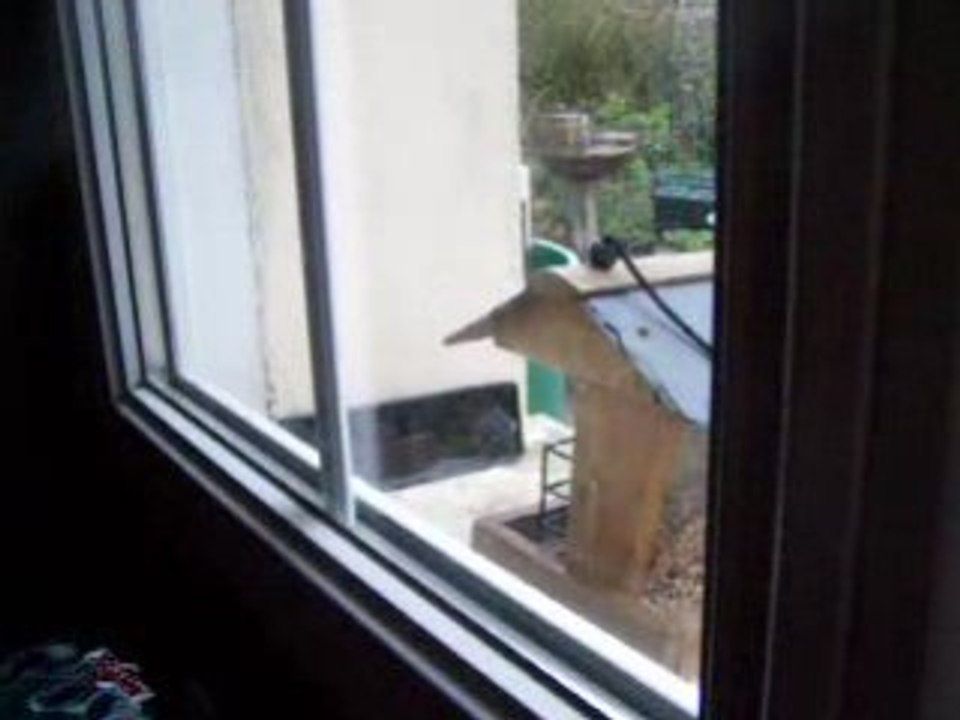 La mésange bleue