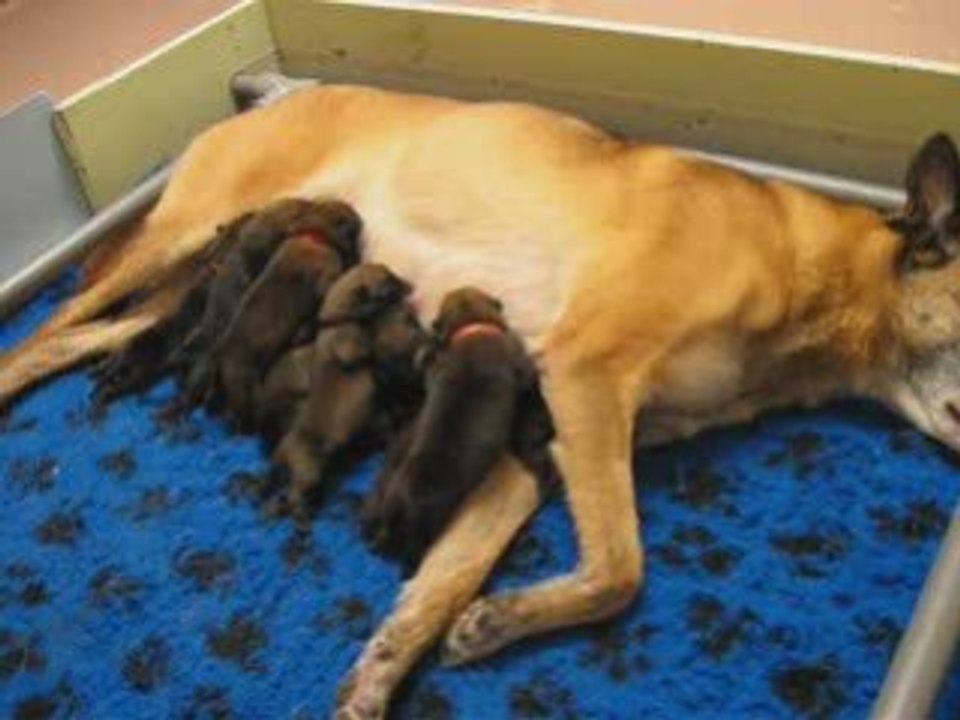 Vidéo chiots 2j