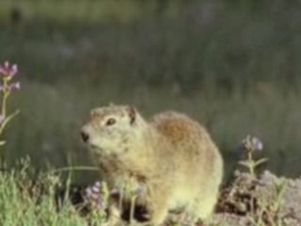 LA VIE PRIVÉE DES ANIMAUX (ANTHO)