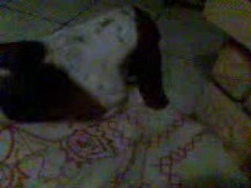 Mon basset hound Cheyenne