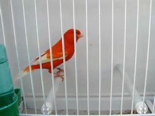 stam lipo rouge ailes blanches