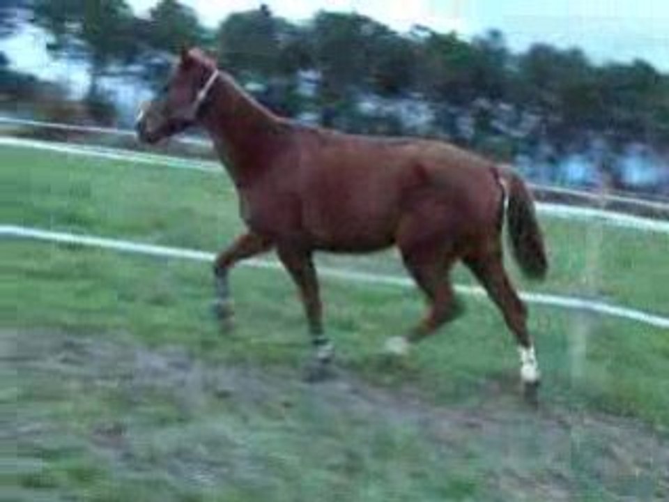 100_1834 mon superbe trotteur