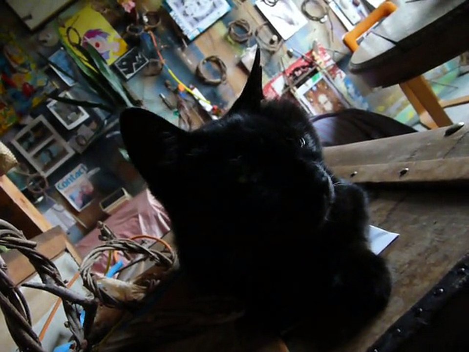 Tchache de chate en voix & regards