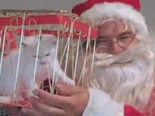 Santa Brought Me Cats