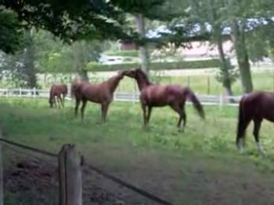 chevaux au prés a Vilvert