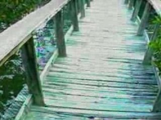 The Florida Everglades 1998