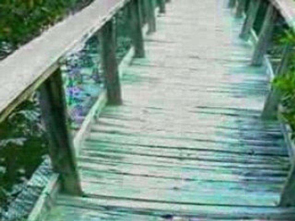 The Florida Everglades 1998