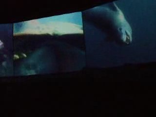 La danse des pingouins