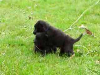 groenendael puppies 5 weeks