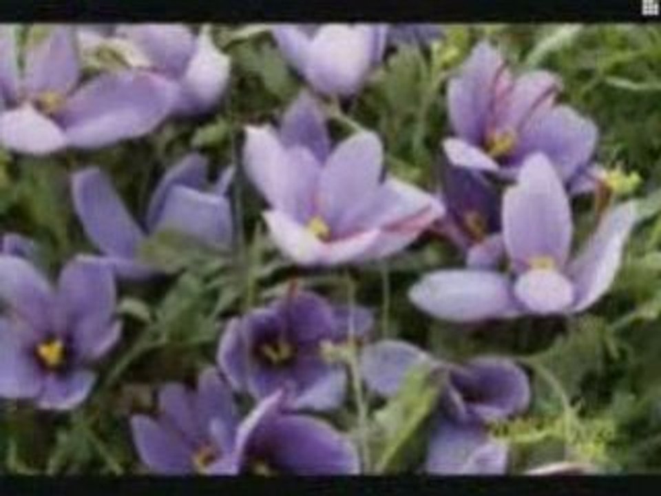 raiss abrchah &raiss ouasim toujour taifest