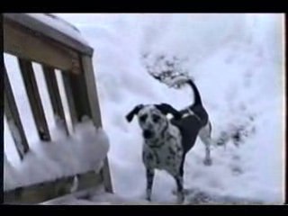 Cute Dog playing in the snow