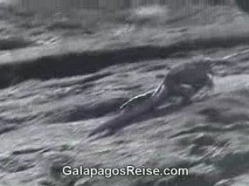 Galapagos Islands - Iguanas - Part 1