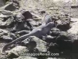 Galapagos Islands - Iguanas - Part 2