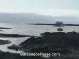 Galapagos Islands - Iguanas - Part 3