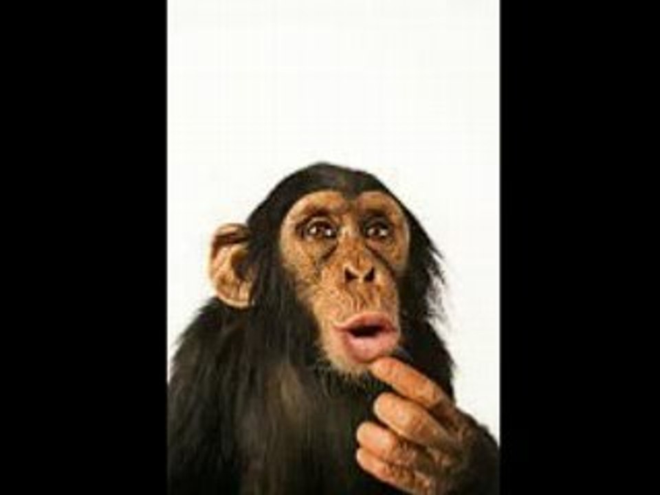 MKP MONEY MONKEY BUSINESS