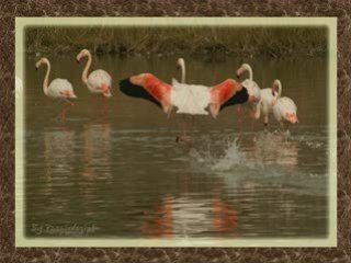 Animaux en milieu naturel