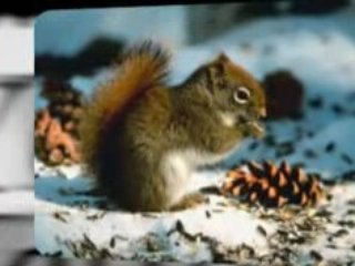 2008 Christmas Stamps For Holiday Cards