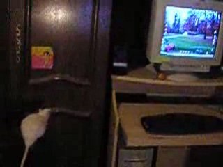 Un rat qui se prend pour un yamakasi