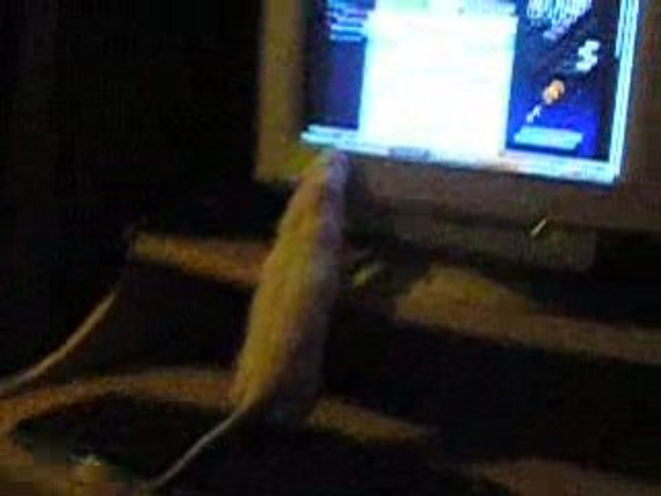 Such a lonely day pour un rat