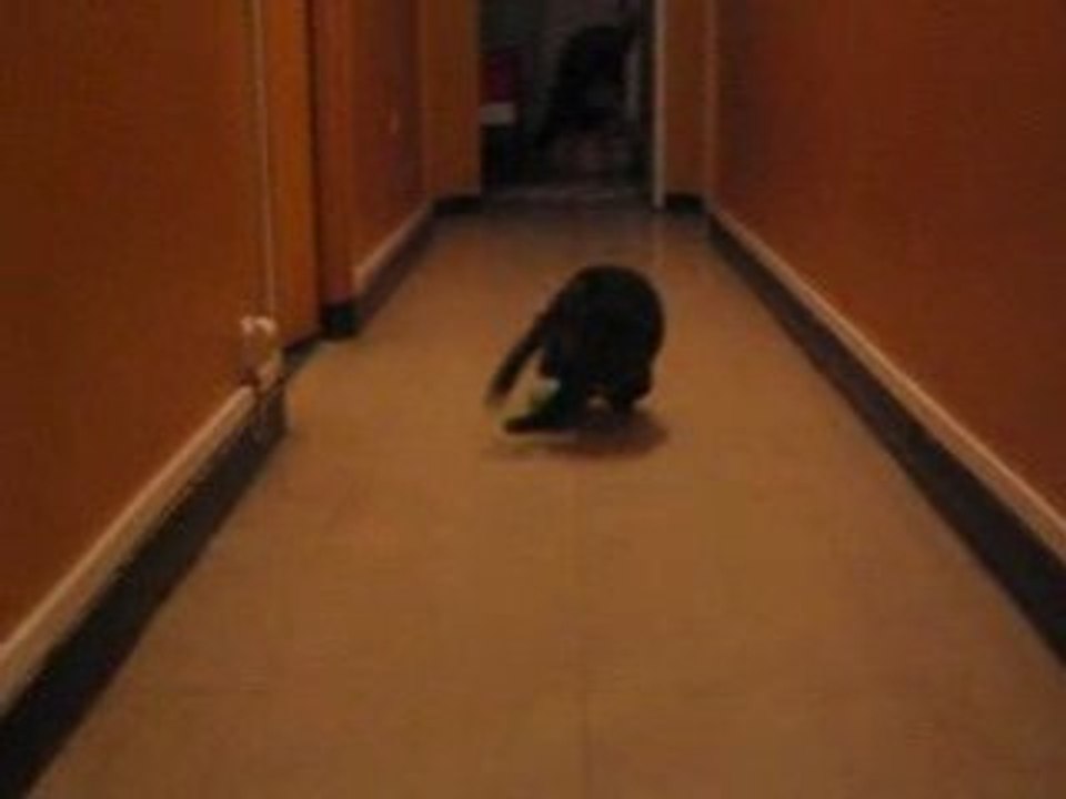 Marley futur star du Foot-boule