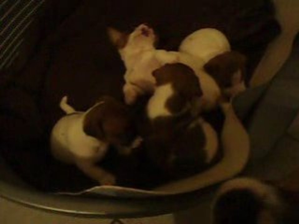 Dely